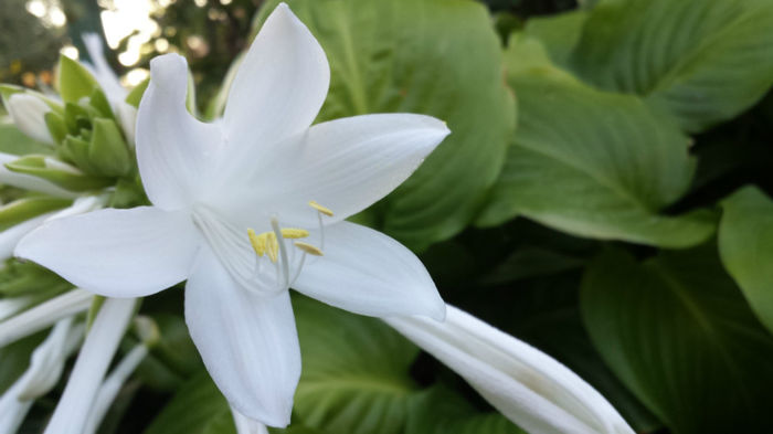 Hosta (7) - Crini de toamna