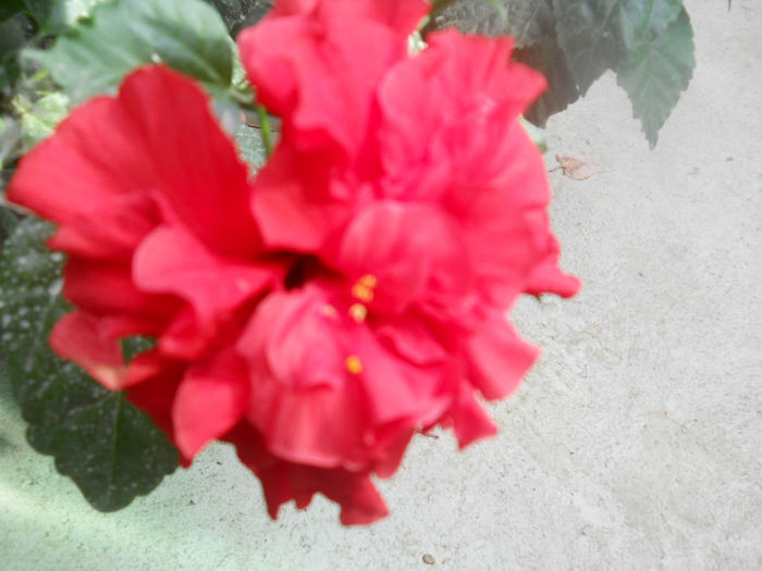 DSCN4909