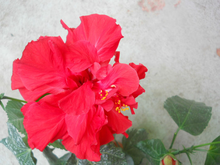 DSCN4911