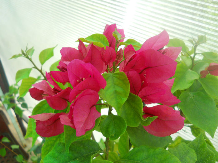 DSCN4922