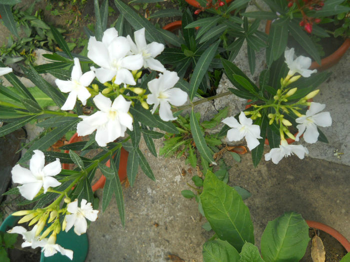 DSCN4924
