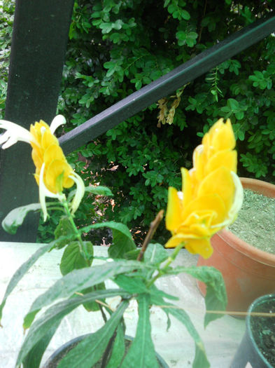 DSCN4932