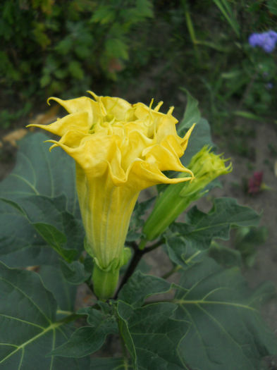 DSCN4934