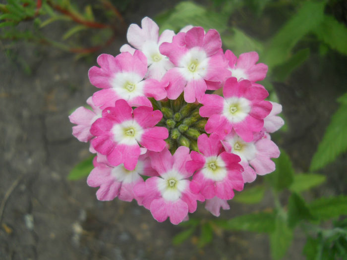 DSCN4935