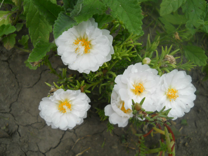 DSCN4937