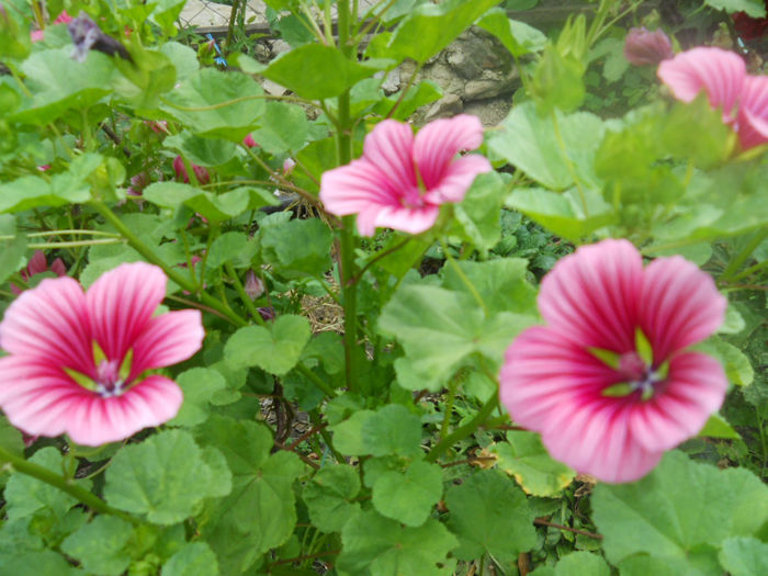 DSCN4941