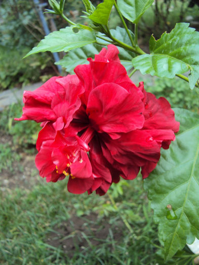 DSC09518