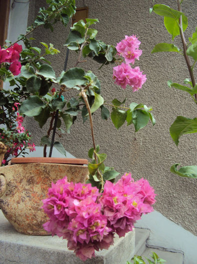 DSC09282 - Bougainvillea- un nou sezon