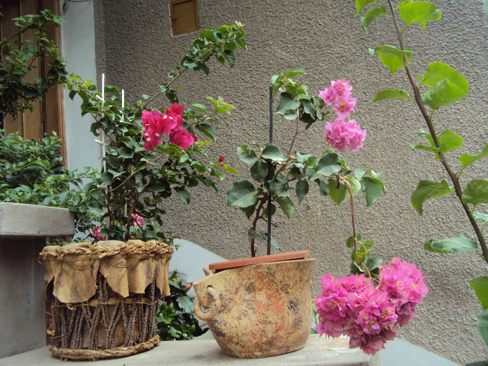 DSC09283 - Bougainvillea- un nou sezon