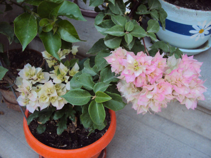 DSC09388 - Bougainvillea- un nou sezon