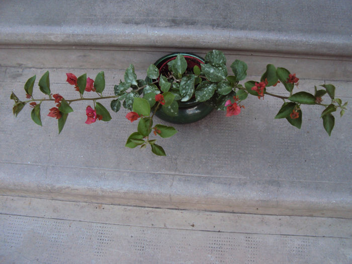 bouga corai - Bougainvillea- un nou sezon