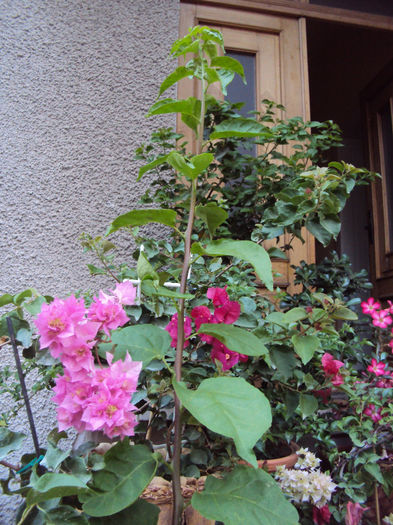 DSC09442 - Bougainvillea- un nou sezon
