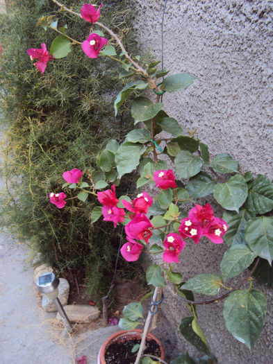 rosu- ciclam - Bougainvillea- un nou sezon