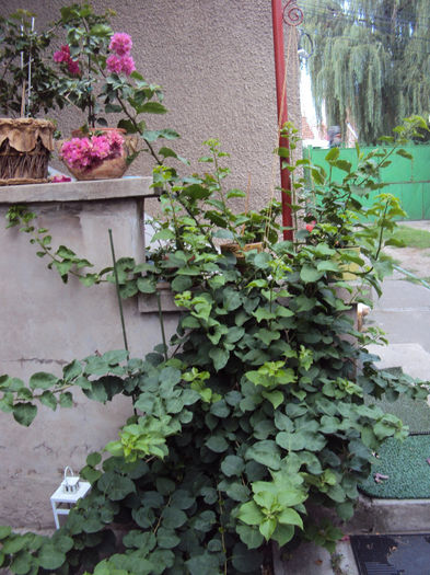 Bouga alba a crescut uriasa. Sper s-o vad si inflorita vara asta. - Bougainvillea- un nou sezon