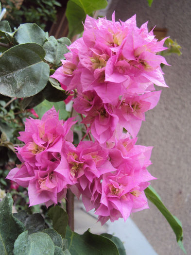 DSC09480 - Bougainvillea- un nou sezon