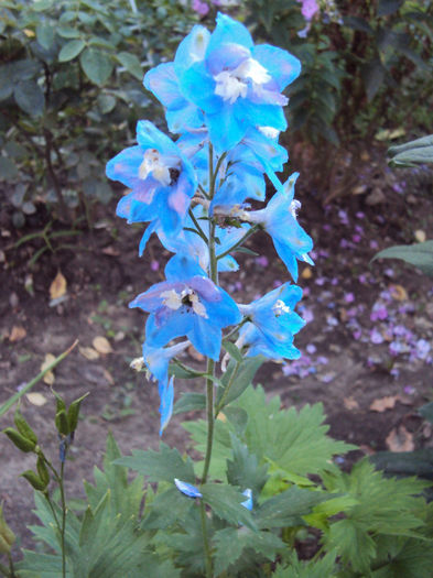 DSC09340