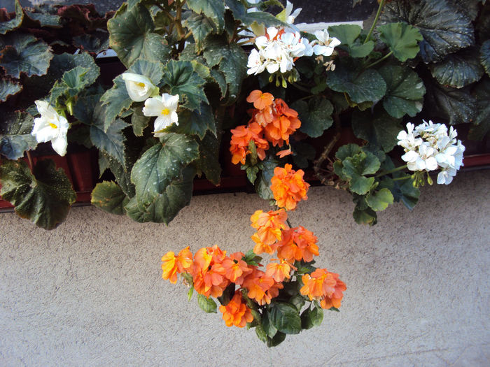 DSC09356