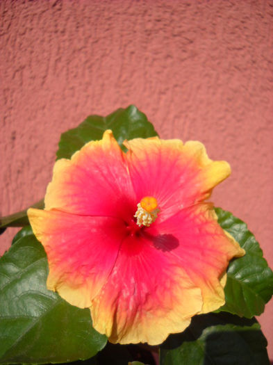 Oberon 22.08.013 - HIBISCUS- 2013