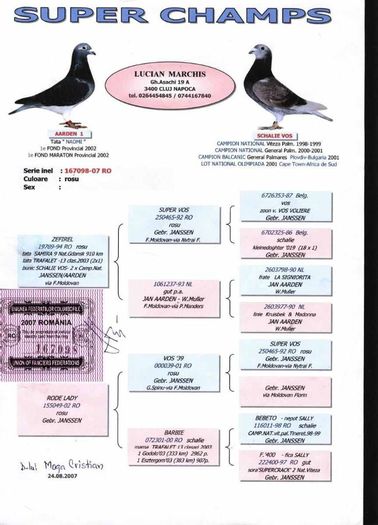 RO-167098-2007-M-foto-pedigree - ULTIMELE ACHIZITII PORUMBEI