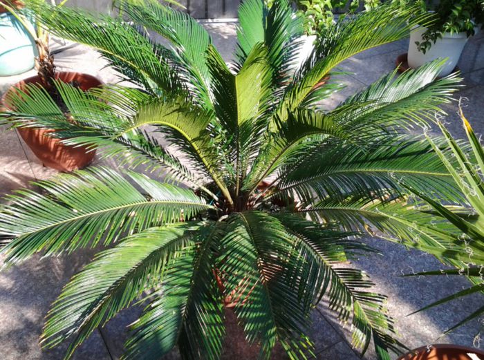 Cycas - palmierii mei