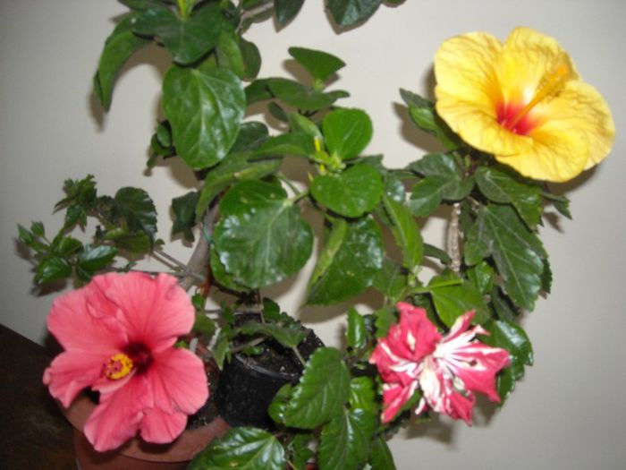 Hibiscus grup