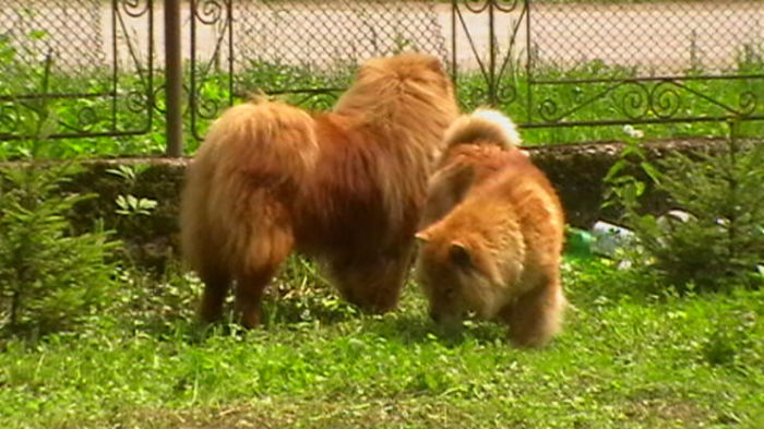 IMGA0304 - chow-chow maramures