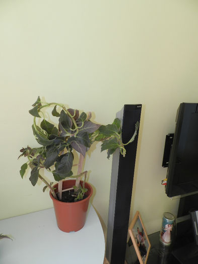 SE PREGATESTE DE DRUM!