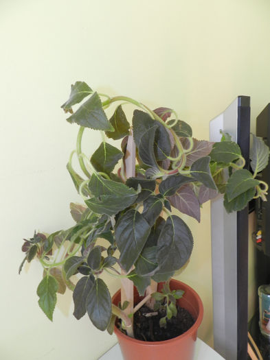 DUDUTA,SA AI RABDARE CU EA:))