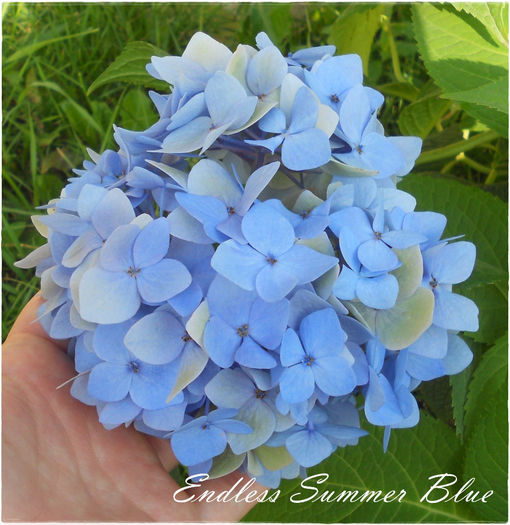 Endless Summer Blue - Hortensii