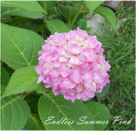 Endless Summer Pink - Hortensii