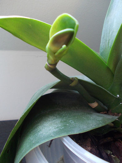 pe care am vazut-o - orhidee