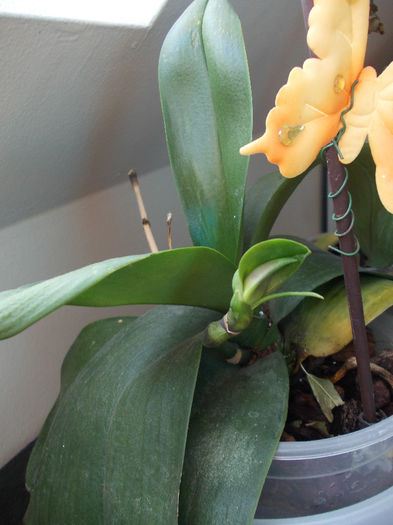 pana acum la phale - orhidee