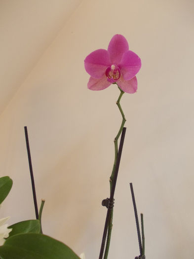 doar o floricica :D - orhidee