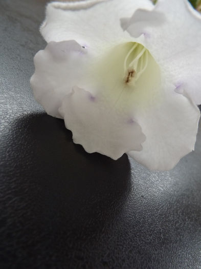 DSCF1390