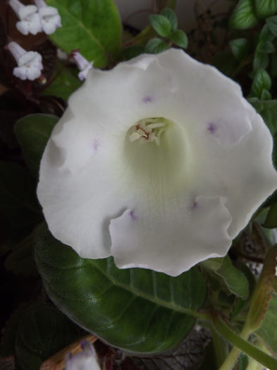 DSCF1379