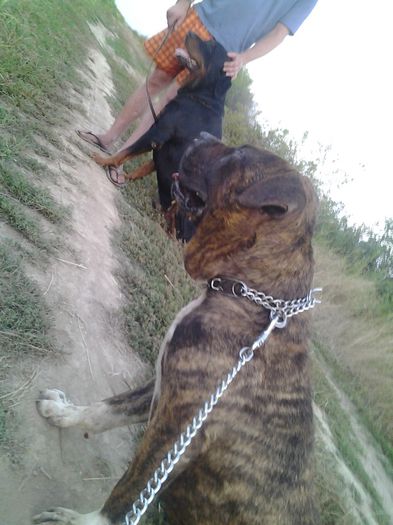 Fotografie0585 - amstaff - gina