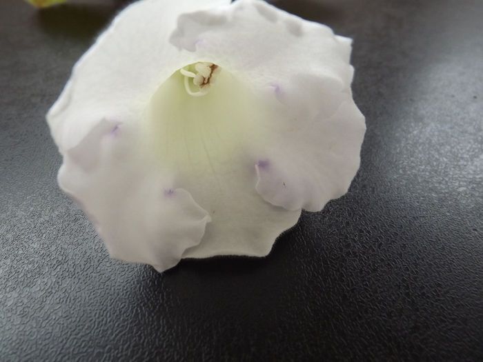 DSCF1388