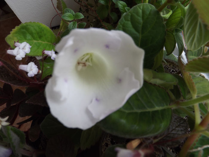 DSCF1378