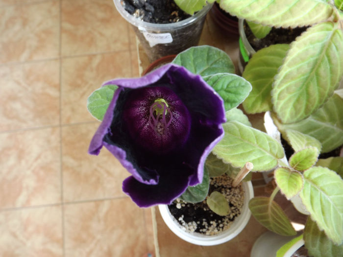 DSCF1475