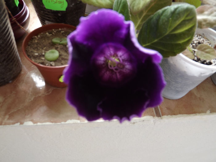 DSCF1492