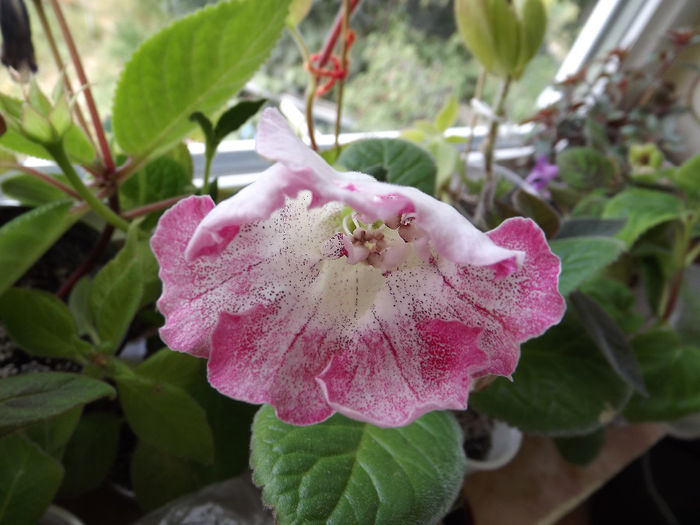 DSCF1493