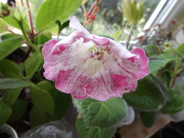 DSCF1494