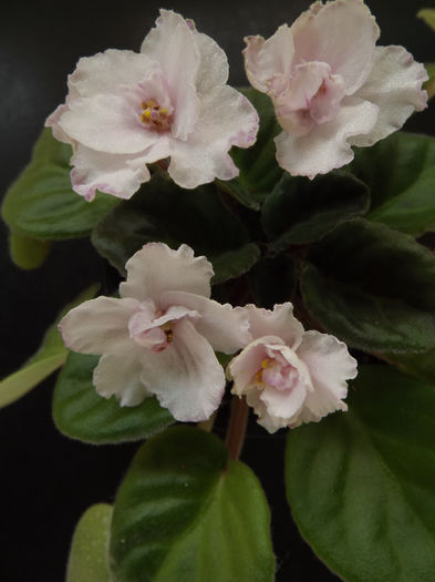 DSCF1351