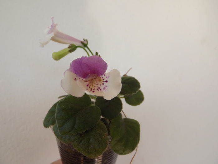 DSCF1314 - SINNINGII