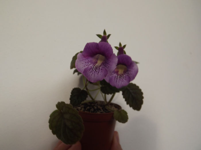 DSCF1441 - SINNINGII