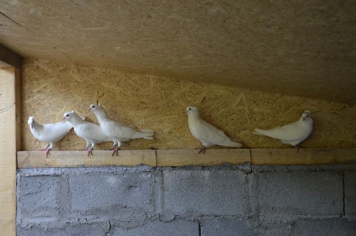 _DSC0351 - Porumbei-amintiri