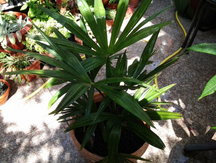 Trachycarpus - palmierii mei