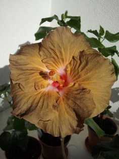 suntan - CUMPAR HIBISCUS