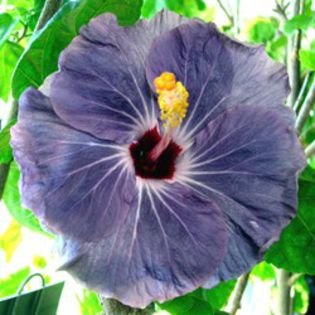 blue ballerina - CUMPAR HIBISCUS