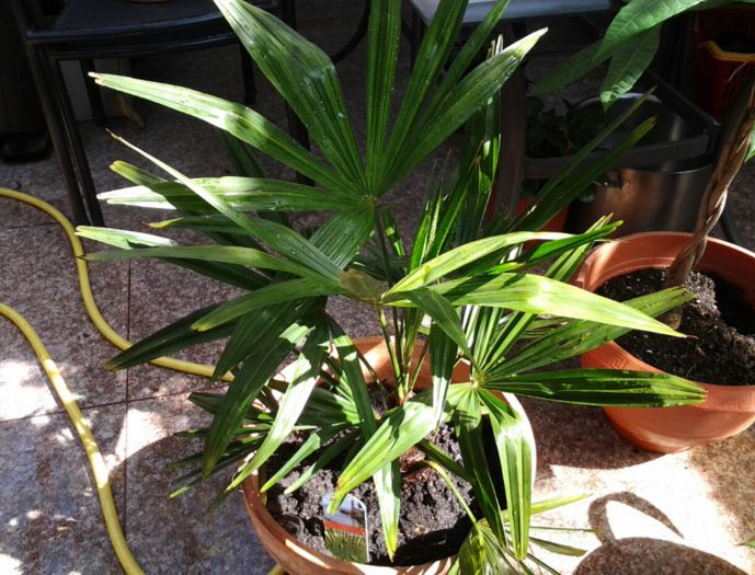 Trachycarpus2 - palmierii mei